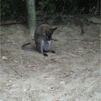 050623_NagasakiBioPark57-KangarooMommyWithBabyOnBoard