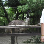 050623_NagasakiBioPark58-MickWatchesEmu