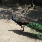 050623_NagasakiBioPark60-Peacock