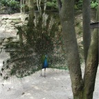 050623_NagasakiBioPark65-PeacockFanned