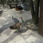 050623_NagasakiBioPark66-FemalePeacock