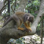 050623_NagasakiBioPark69-SquirrelMonkey