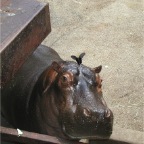 050623_NagasakiBioPark70-Hippo