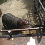 050623_NagasakiBioPark71-Hippo