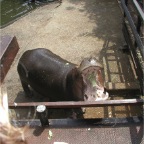 050623_NagasakiBioPark72-HippoEating