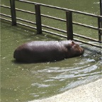 050623_NagasakiBioPark74-Hippo