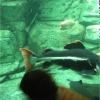 050623_NagasakiBioPark75-Catfish