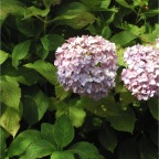 050623_NagasakiBioPark77-HydrangeaFlowers