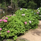 050623_NagasakiBioPark78-HydrangeaFlowers