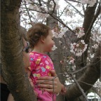 050402_IsahayaPark22-RCTSakura