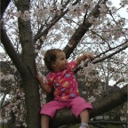 050402_IsahayaPark24-RCSakura
