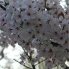 050409_IsahayaPark1-Sakura