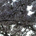 050409_IsahayaPark2-Sakura