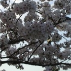 050409_IsahayaPark3-Sakura