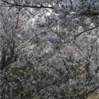050409_IsahayaPark4-Sakura