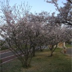 050409_IsahaPark5-Sakura