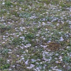 050409_IsahayaPark9-SakuraCarpet