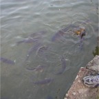050409_IsahayaPark26-Fish