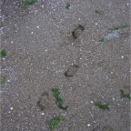 050430_GoldenWeek36-RCFootPrintsInSand