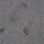 050430_GoldenWeek37_RCFootPrintsInSand