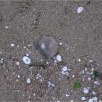 050430_GoldenWeek39-Jellyfish