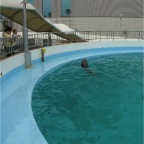 050501_GoldenWeek44-RCMelWatchDolphins