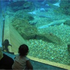 050501_GoldenWeek45-RCWatchesAquarium