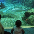 050501_GoldenWeek46-RCWatchesAquarium