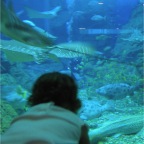 050501_GoldenWeek47-RCWatchesAquarium