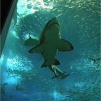 050501_GoldenWeek48-Shark
