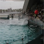 050501_GoldenWeek50-DolphinHittingBall