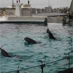 050501_GoldenWeek52-DolphinsWithHoops