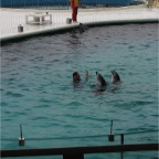 050501_GoldenWeek55-TrainersWithDolphins