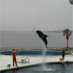 050501_GoldenWeek56-DolphinThroughHoop