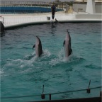 050501_GoldenWeek57-DolphinsStandingUp