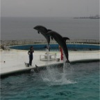 050501_GoldenWeek58-DolphinsJumping