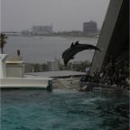 050501_GoldenWeek59-DolphinsJumping2