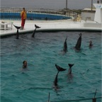 050501_GoldenWeek60-DolphinsWaveByeBye