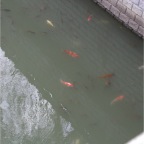 050212_FishInRiver