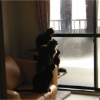 050225_4CatsBirdWatching