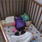 060815-RCNappingUnderToy1