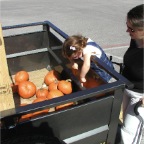 061021-PumpkinPainting1-RCM