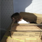 061119-BambooFloor3-AndRC