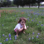 060401-BlueBonnets01