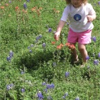 060401-BlueBonnets04
