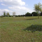 060401-BlueBonnets10