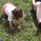 060401-BlueBonnets18