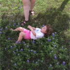 060401-BlueBonnets22